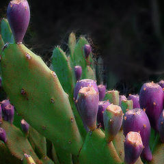 photo "Cactus"