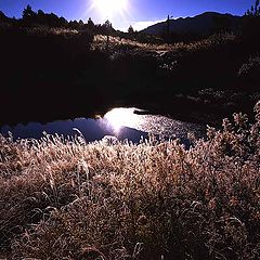 фото "frozen morning"