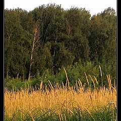 photo "Grasses"