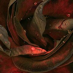 фото "Красно-черное фото зимней розы"