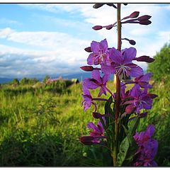 photo "Chamaenerium angustifolium Scop."