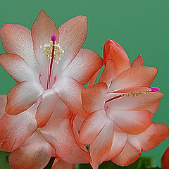 photo "Cactus Flower # 3"