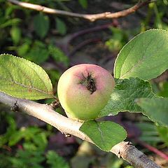 photo "Apple"