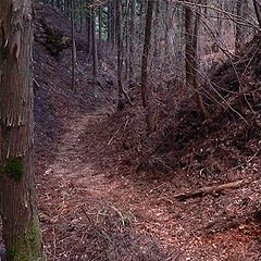 photo "the forest way"