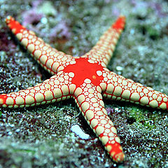 photo "Star fish"