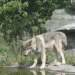 фото "I think I see a wolf!"