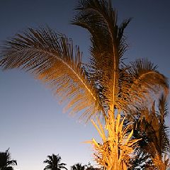 фото "Пальмы"