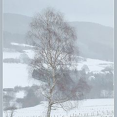 фото "морозным утром"