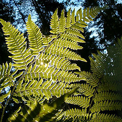 photo "When fern blossoms ..."