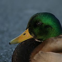 photo "A Duck"