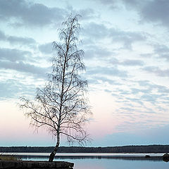 photo "Lonely birch"