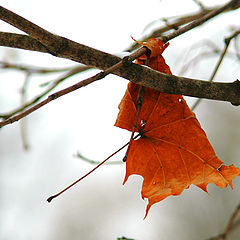 photo "A bit of autumn"