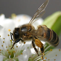 photo "Bee (memoirs on spring)"