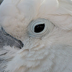 фото "Potrait!!"