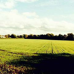 photo "Spring Wheat"