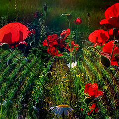 photo "poppy"