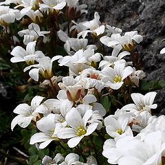 фото "Las floras bajas"