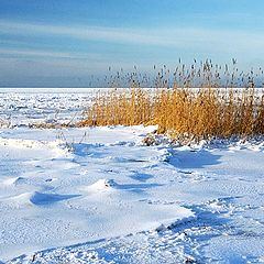 photo "Reed"