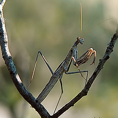 photo "Ambush"