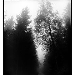 photo "Schwarzwald (1)"