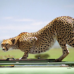 photo "A cat on the jeep`s roof"