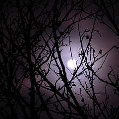 photo "moon"