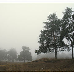 photo "morning foggy"