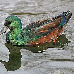 photo "Colorful Duck"