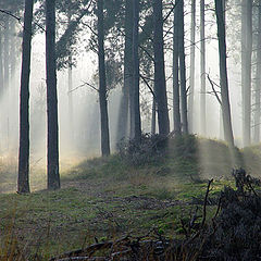 photo "Wood-goblins forest"