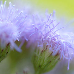 photo "Wild Aster"