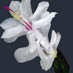 фото "White Christmas Cactus Flower"