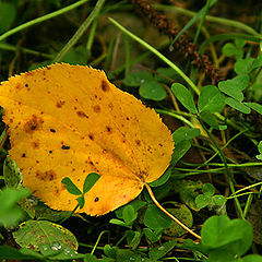 photo "In a trace of left autumn..."