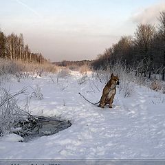 фото "Где же хозяин?"