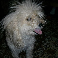 photo "my dog Saba :-)"