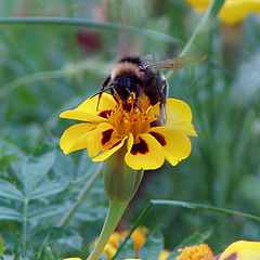 photo "The collector of honey"