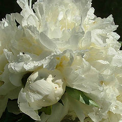 фото "Peony II"