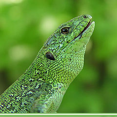 photo "Green lizard"