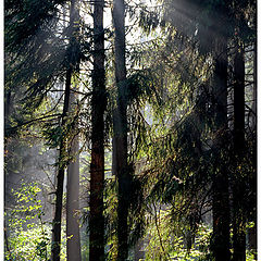 photo "Morning in fur-tree to a pine forest"