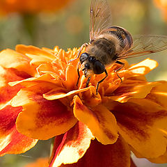 photo "Memoirs on summer"