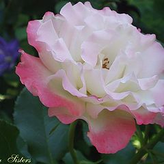 photo "Rose"