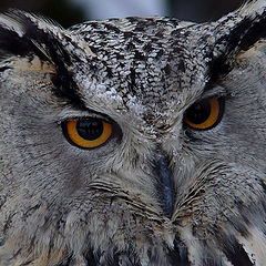 photo ""Sight...(Eagle owl)""