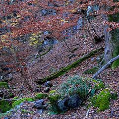 photo "fall in the forest"