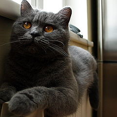 photo "Portrait on the radiator in winter colours"