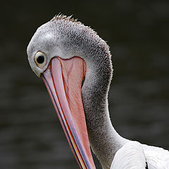 photo "Pelican"