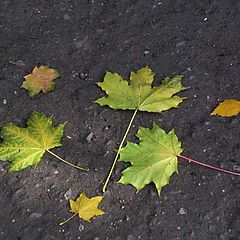 photo "Autumn symmetry"