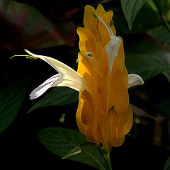 фото "The beginning of white flower"