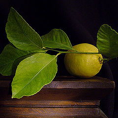 photo "Smell of a lemon"