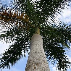 фото "Palm"