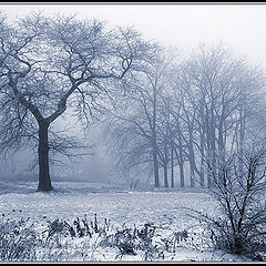 photo "Foggy Graphics of December"