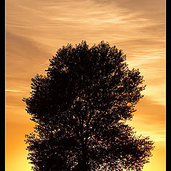 photo "Tree on fire"